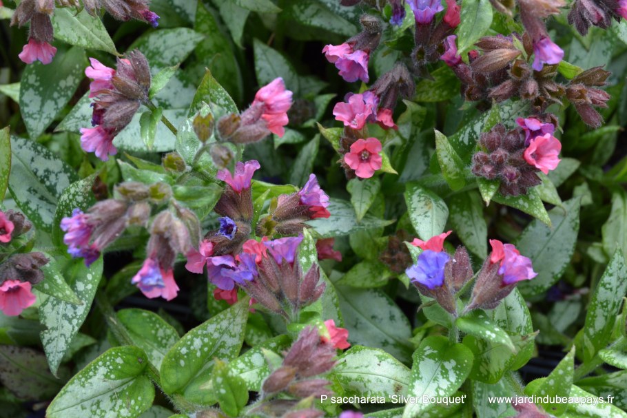 Медуница Вариегата