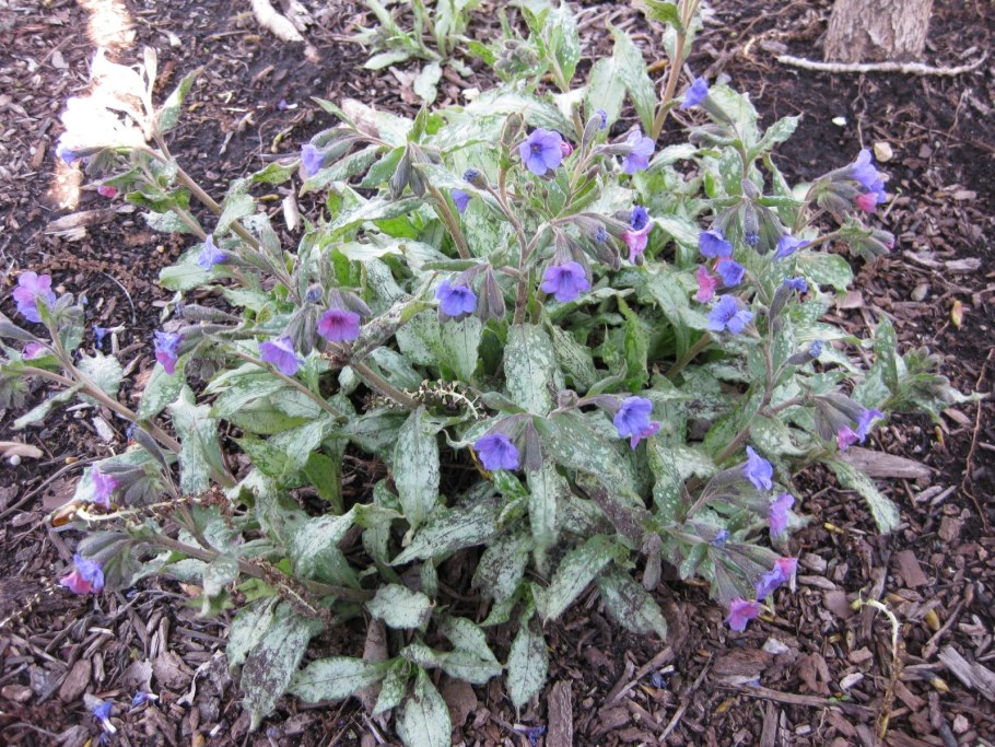 Медуница Диана Клер