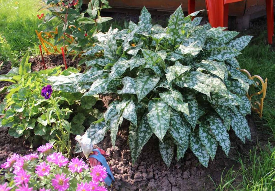 Хоста пятнистая Медуница