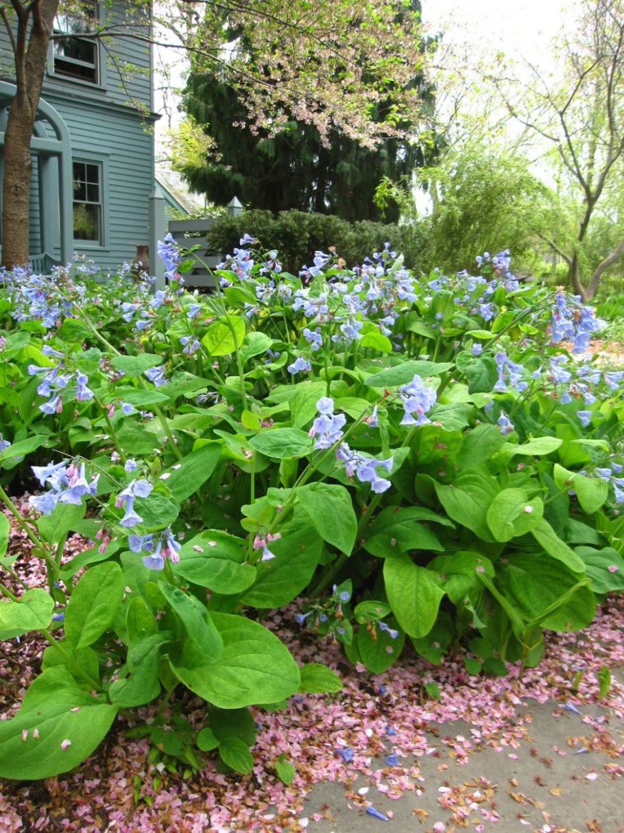 Садовая Незабудка многолетняя Бруннера