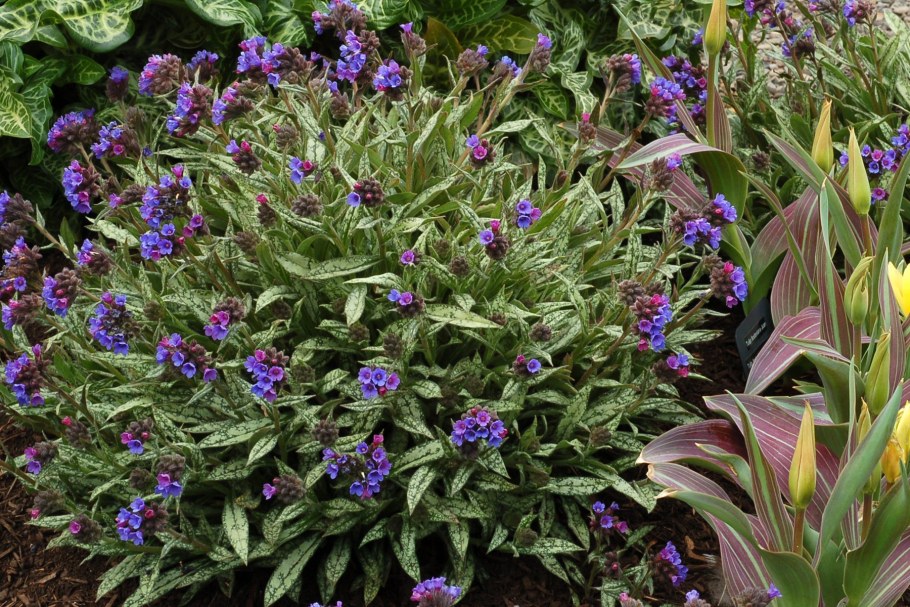 Медуница cevennensis