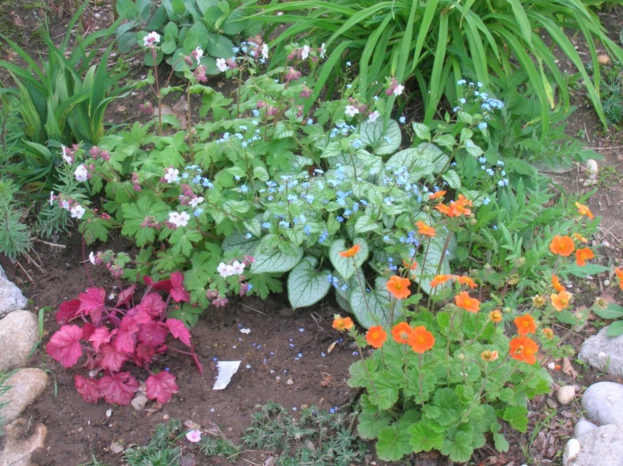 Бруннера на клумбе