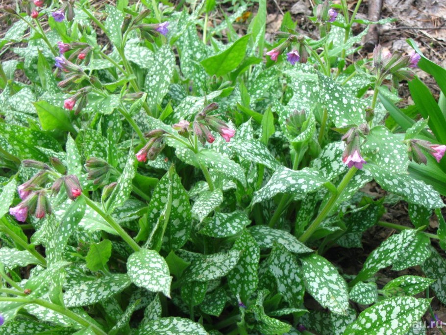 Хоста Медуница