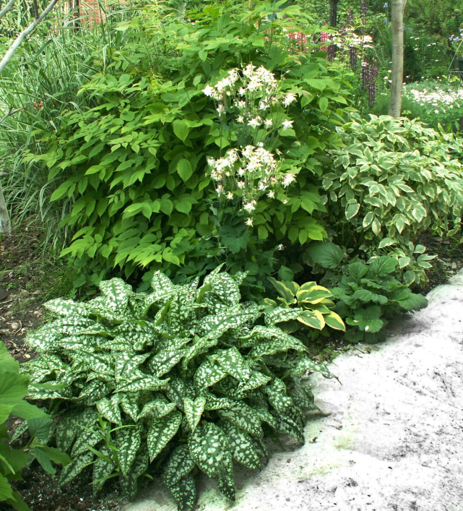 Хоста Медуница