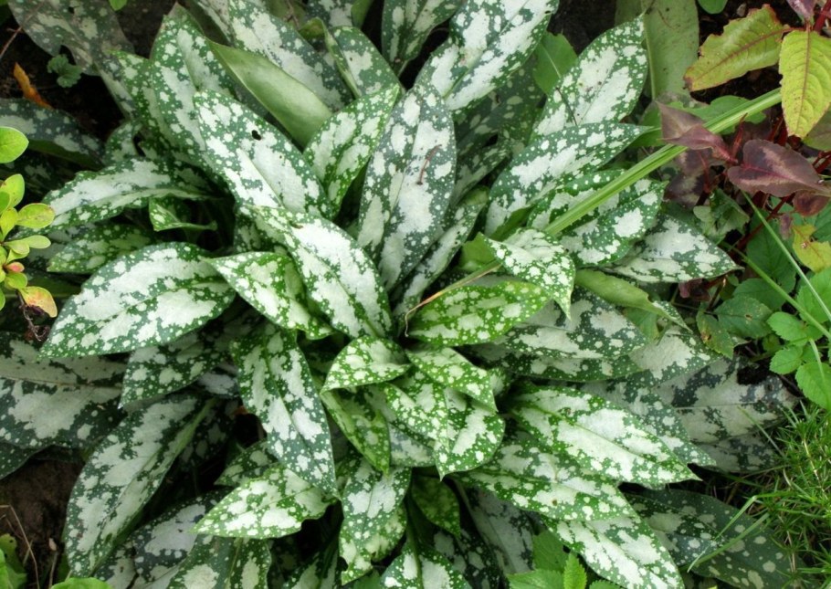 Медуница сахарная Сильверадо