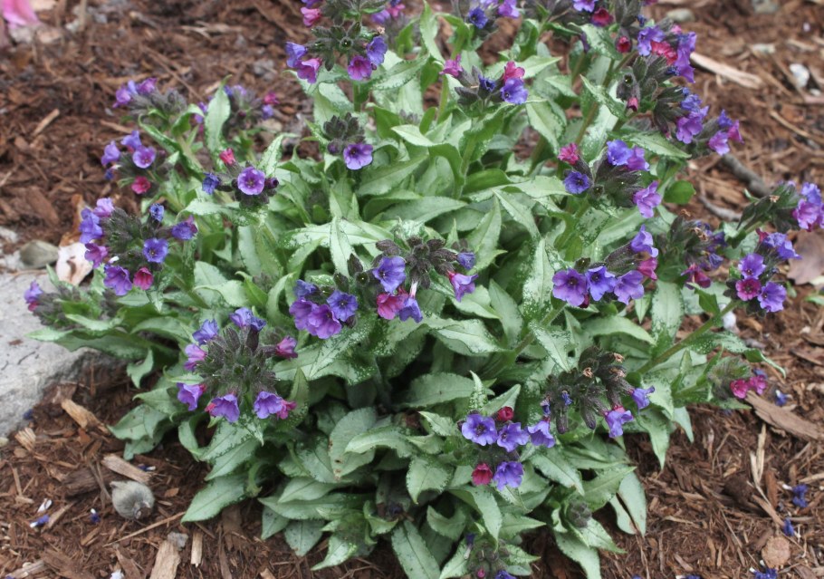 Медуница (Pulmonaria)