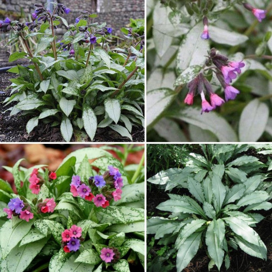 Медуница Садовая