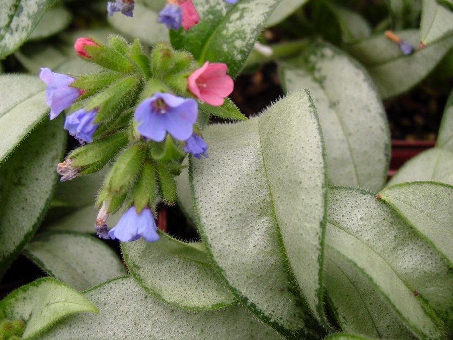 Медуница (Pulmonaria)