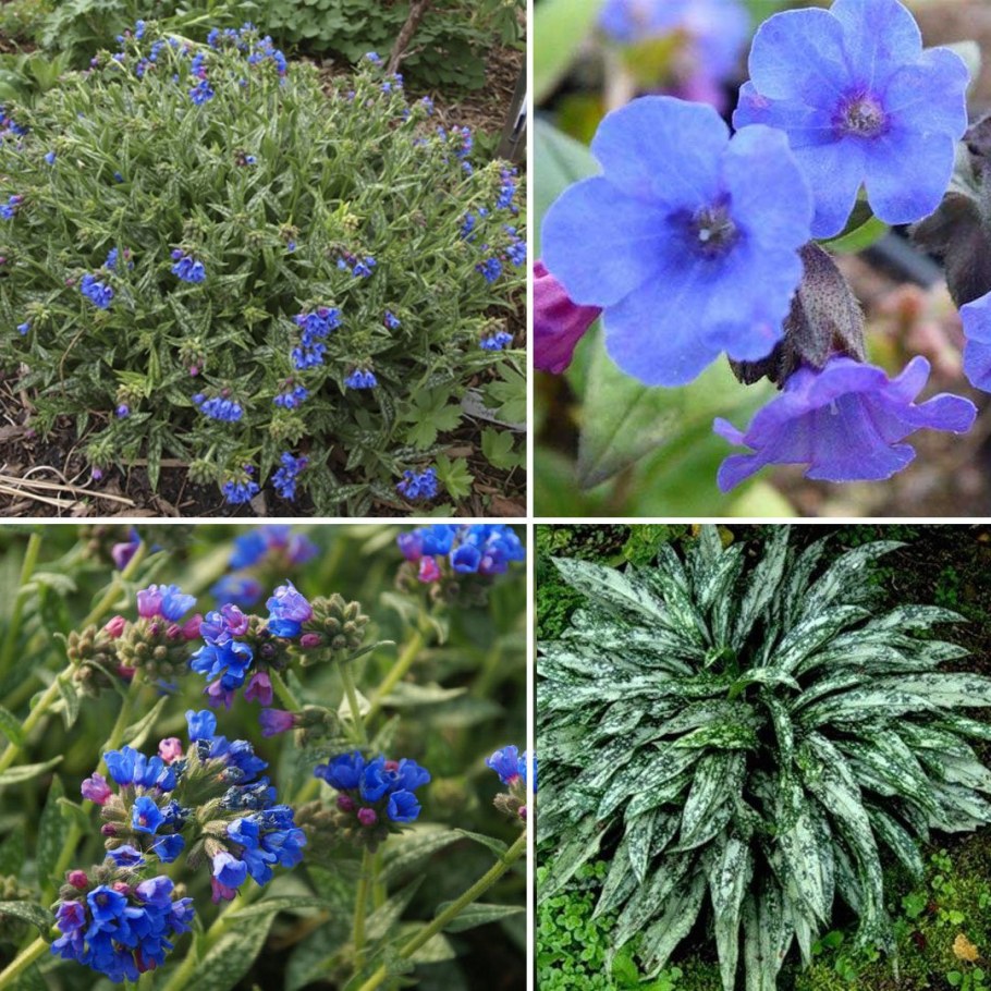 Медуница длиннолистная Андерсон