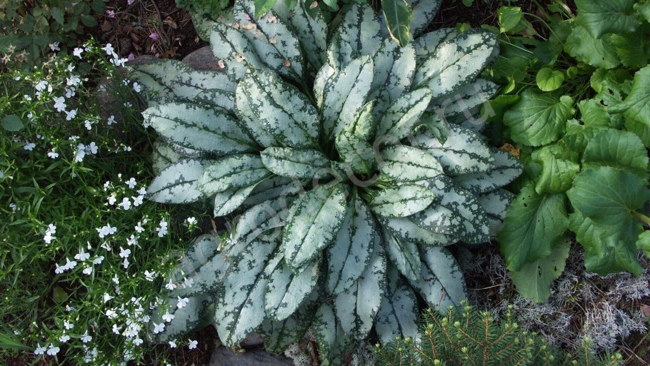 Медуница Вариегата