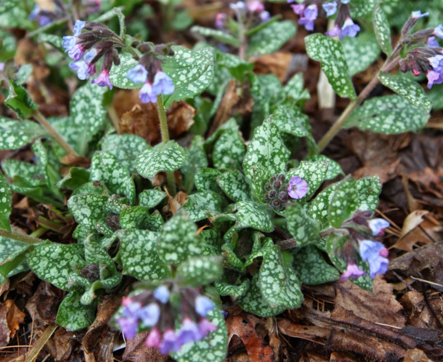 Медуница сахарная