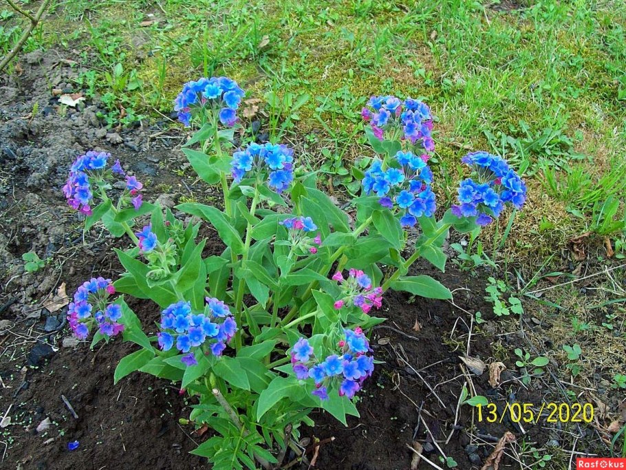 Медуница Марджери Фиш