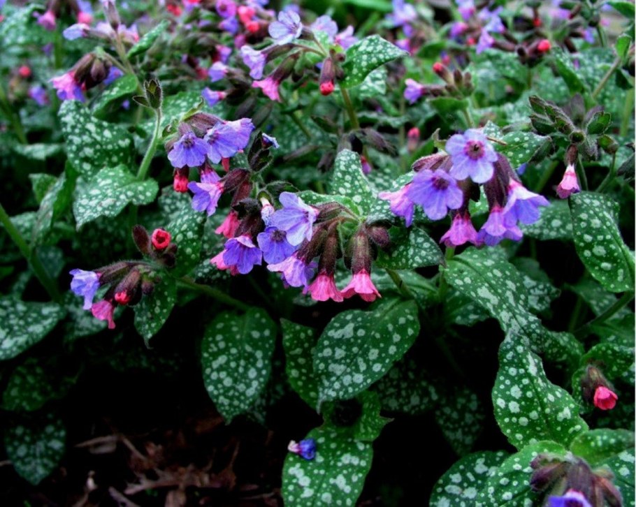 Медуница валовидная