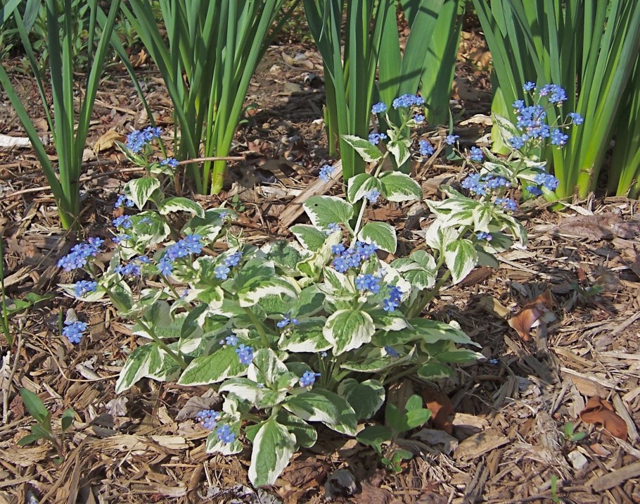 Бруннера крупнолистная (Brunnera macrophylla &#96;variegata&#96;)