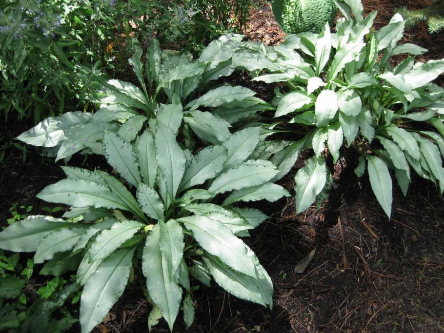 Медуница длиннолистная Majeste