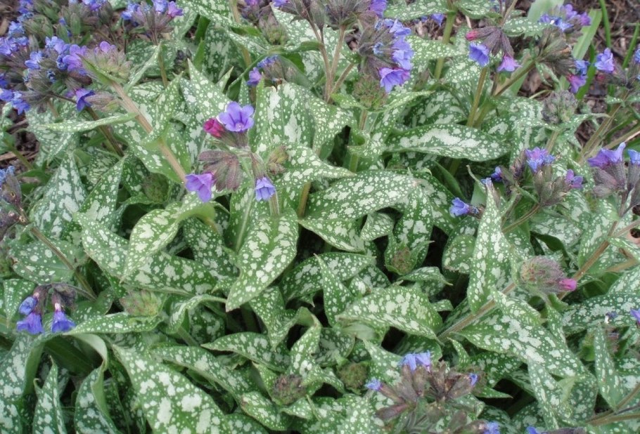 Медуница (Pulmonaria)