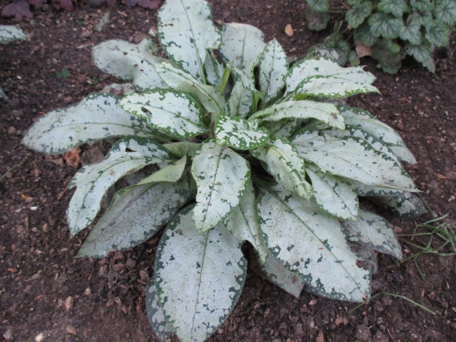 Медуница сахарная Сильверадо