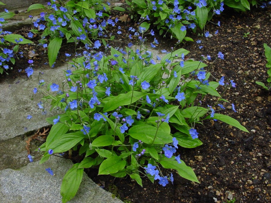 Медуница Блю Энсайн