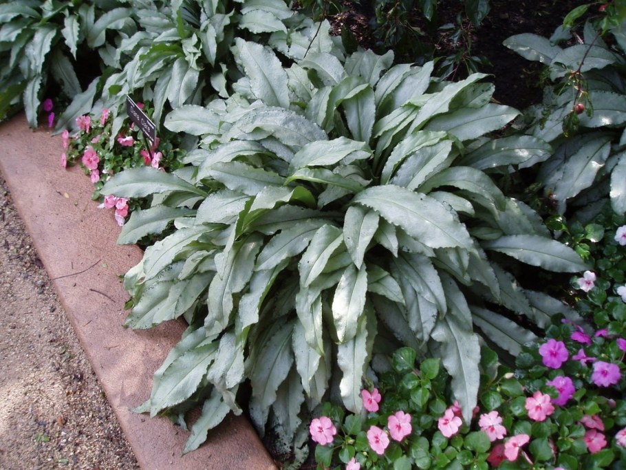 Медуница гибридная Majeste