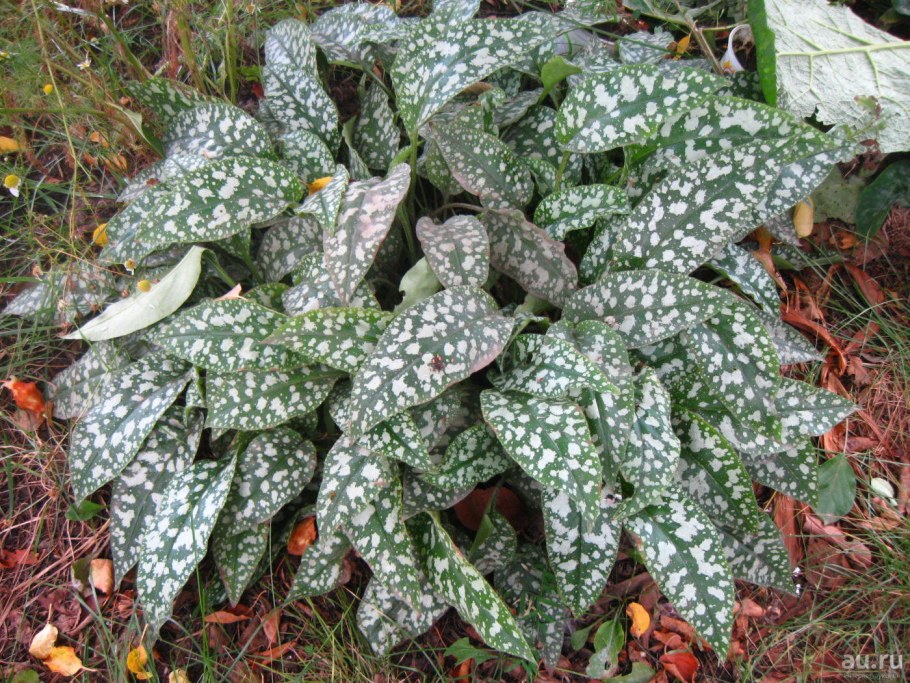 Хоста Медуница