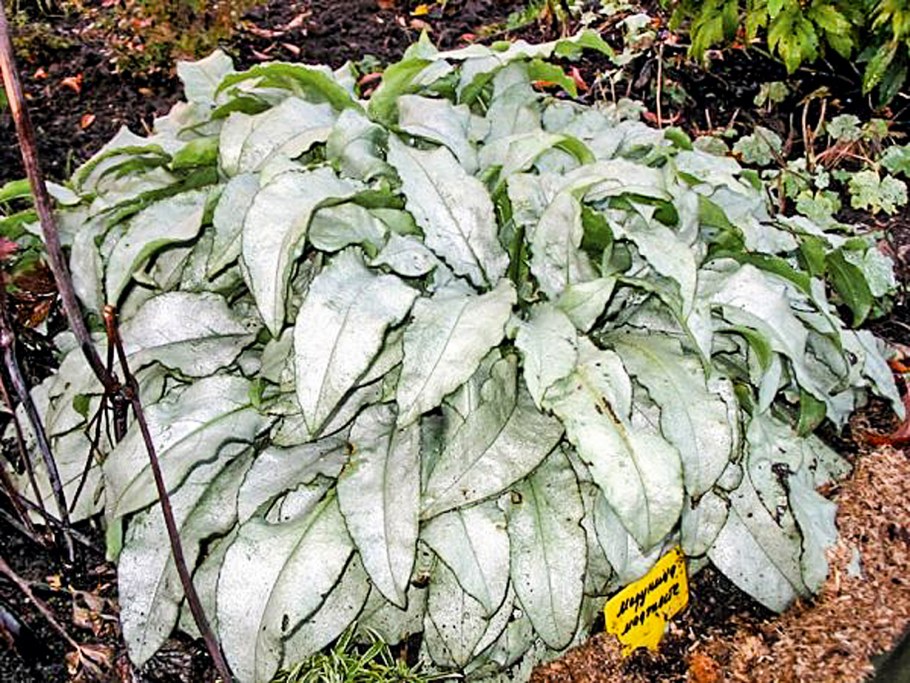 Хоста пятнистая Медуница