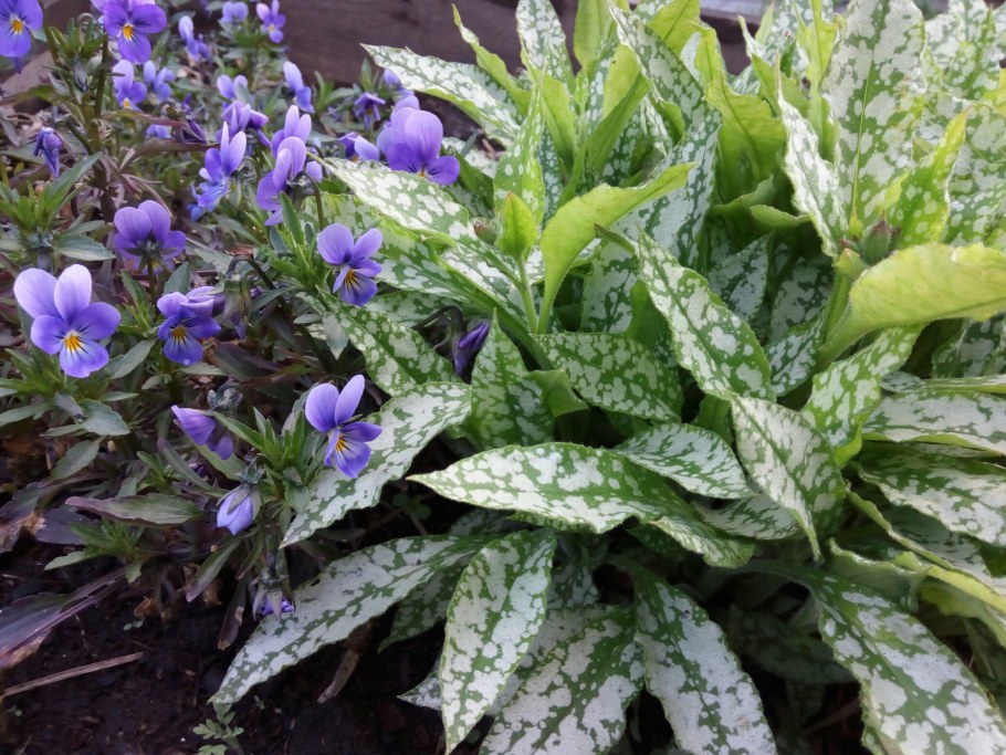 Медуница сахарная