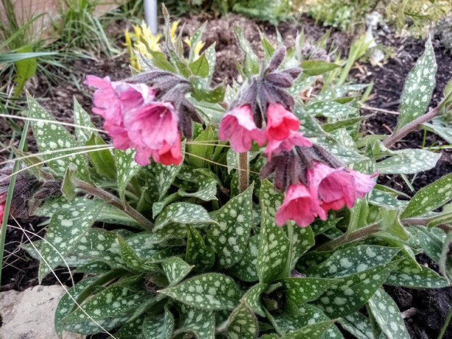 Медуница сахарная