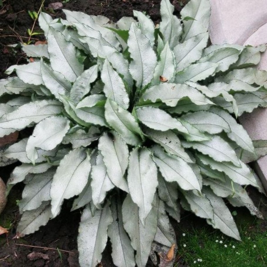 Медуница гибридная Majeste