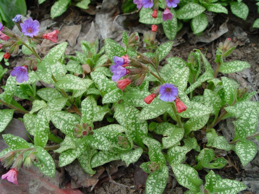 Медуница валовидная