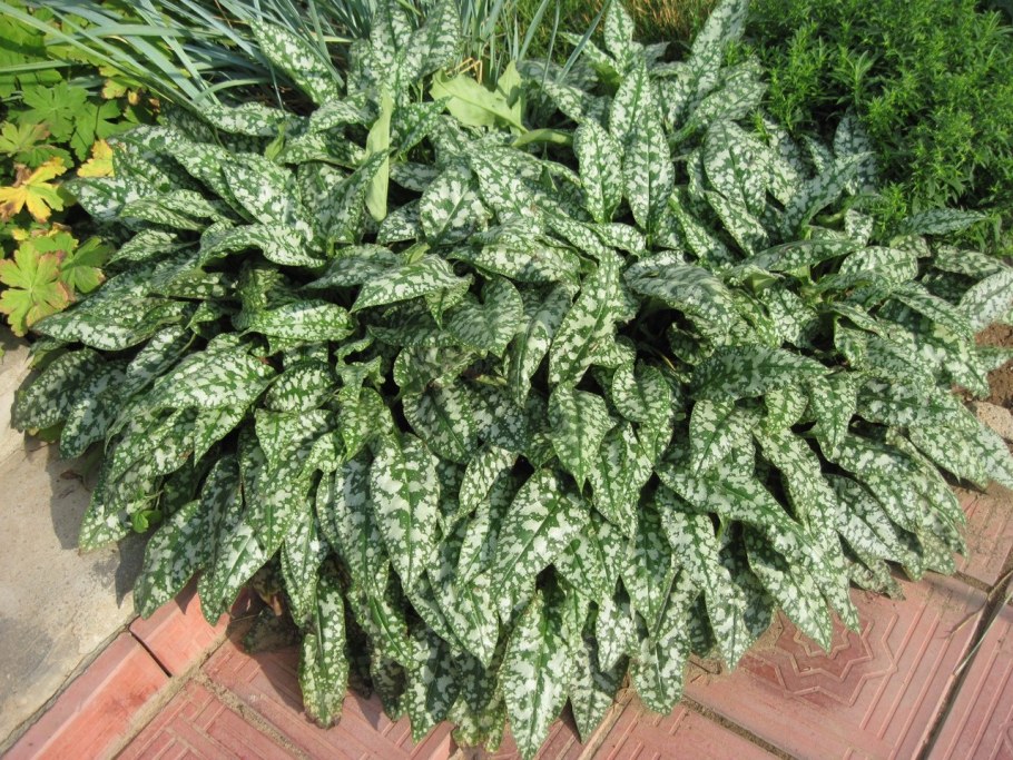 Медуница сахарная  Pulmonaria saccharata