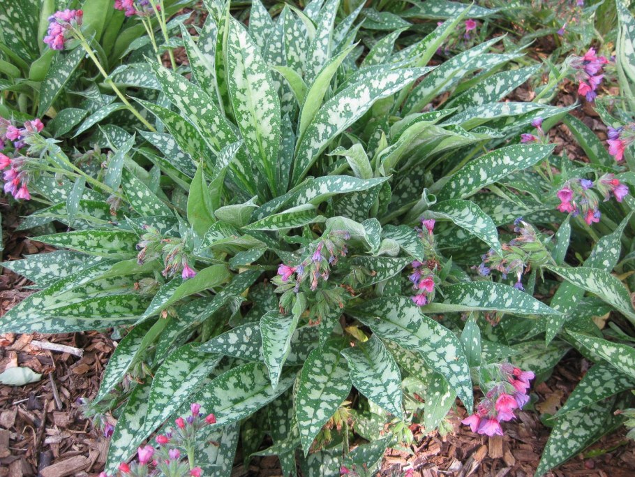 Медуница Вариегата