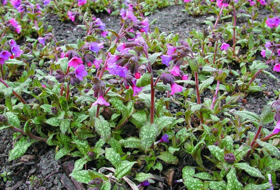 Медуница сахарная