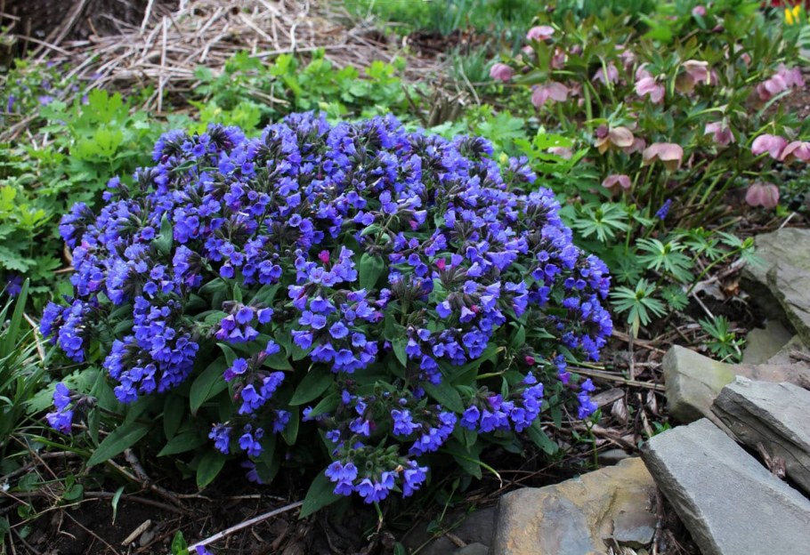 Медуница 'Блю Энсайн' : Pulmonaria 'Blue Ensign'