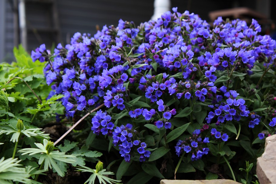 Медуница гибридная