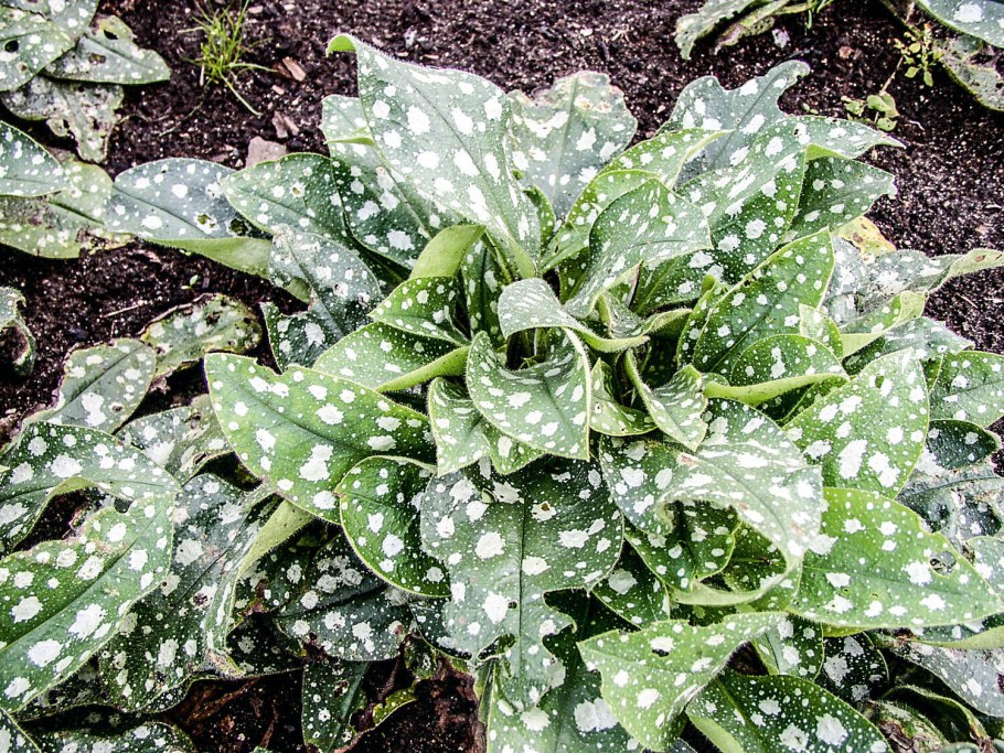 Медуница вариегатная