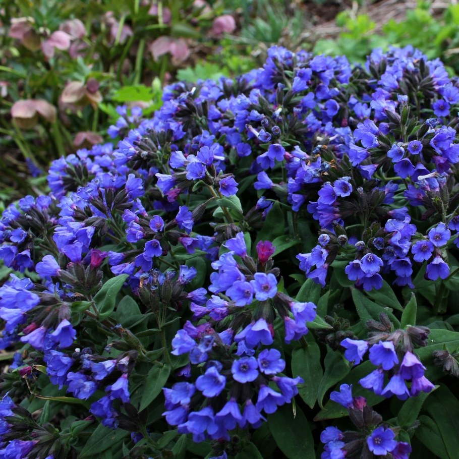 Медуница Пульмонария