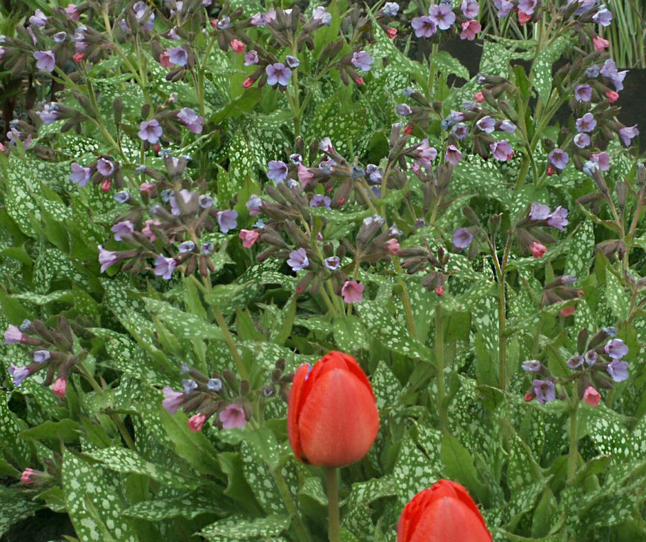 Медуница на клумбе