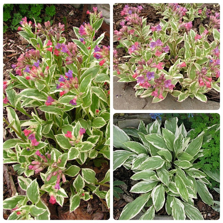 Медуница Pulmonaria saccharata Majeste