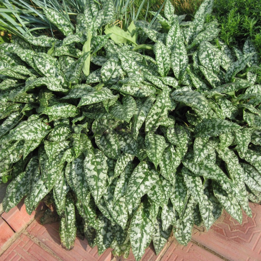 Медуница мери Моттрем