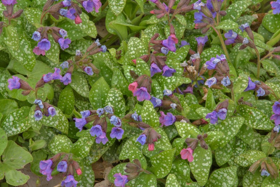 Медуница валовидная