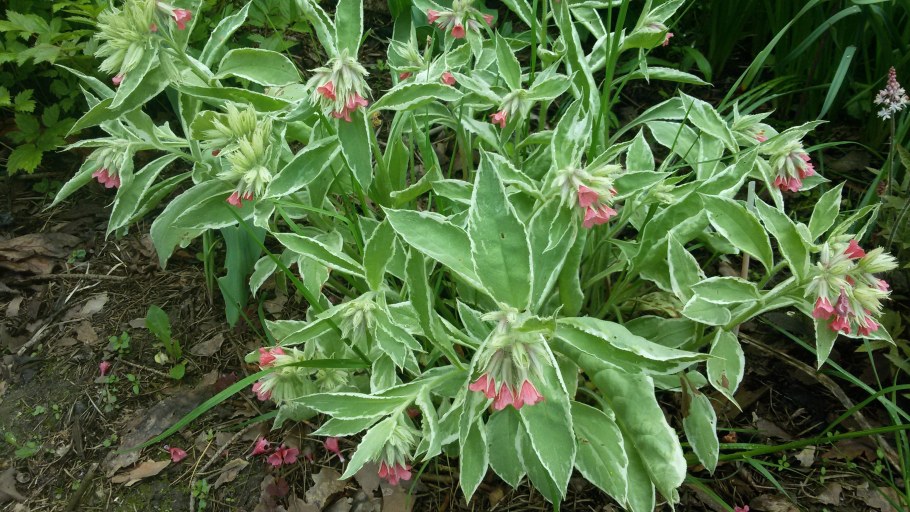 Медуница сахарная