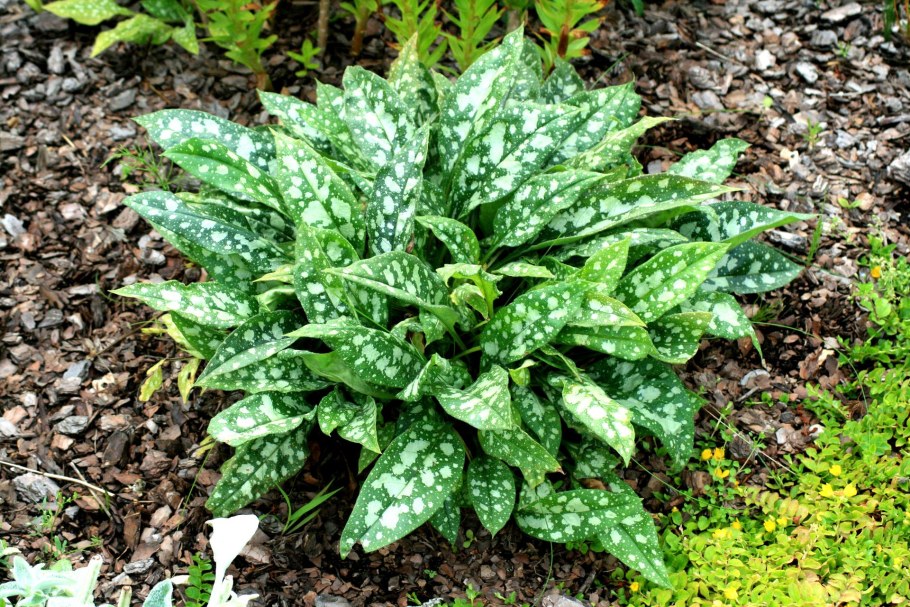 Медуница Муншайн