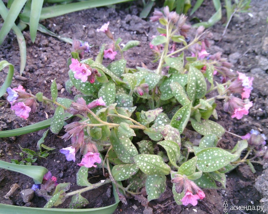 Медуница сахарная