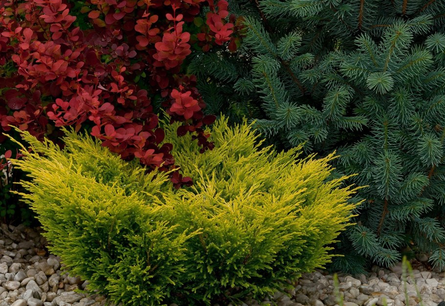 Можжевельник лайм Глоу