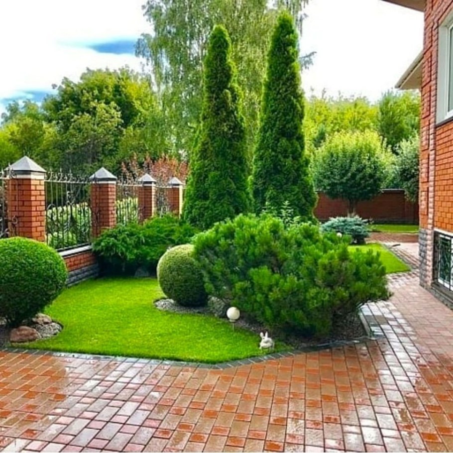 Туя Колумна Живая изгородь