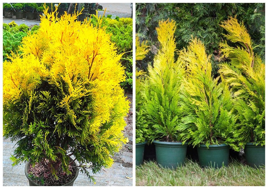 Туя с золотистой хвоей