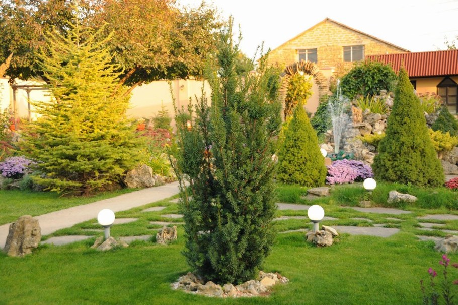 Можжевельник скальный Блю Эрроу