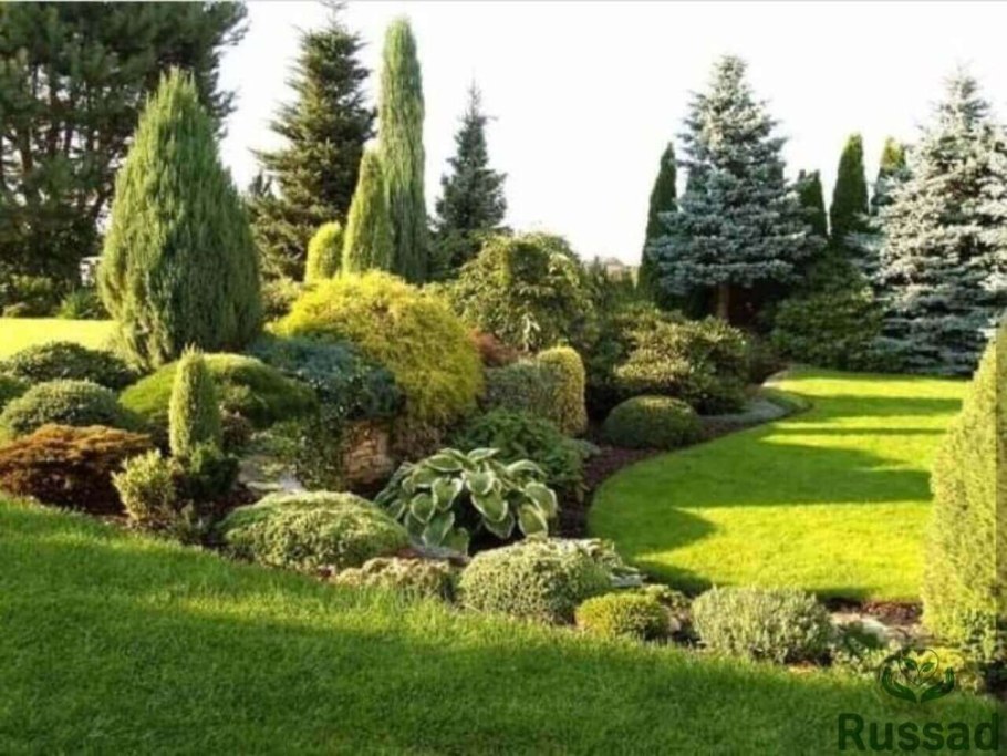 Туя Брабант