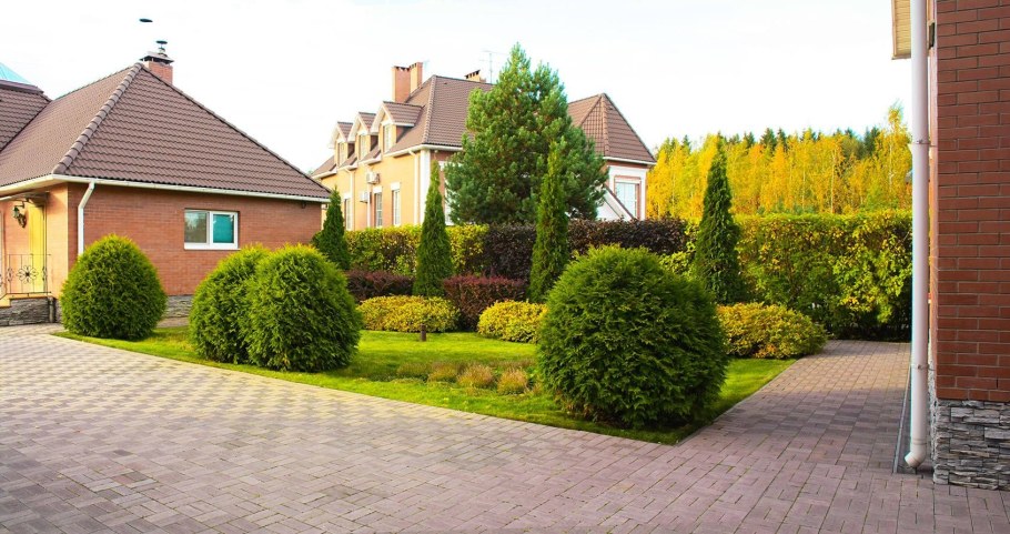 Туя Западная Даника Живая изгородь