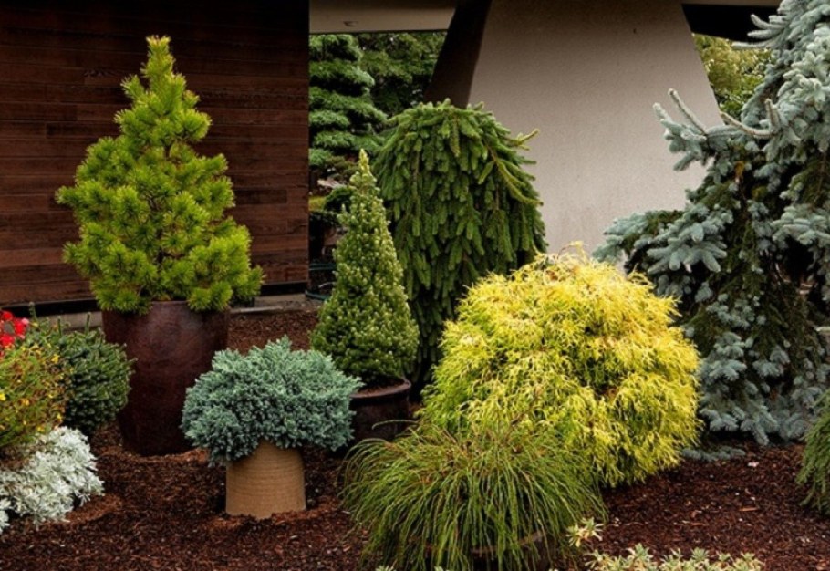 Ель кипарисовик Коника